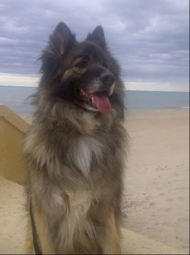 Xibu en la playa.